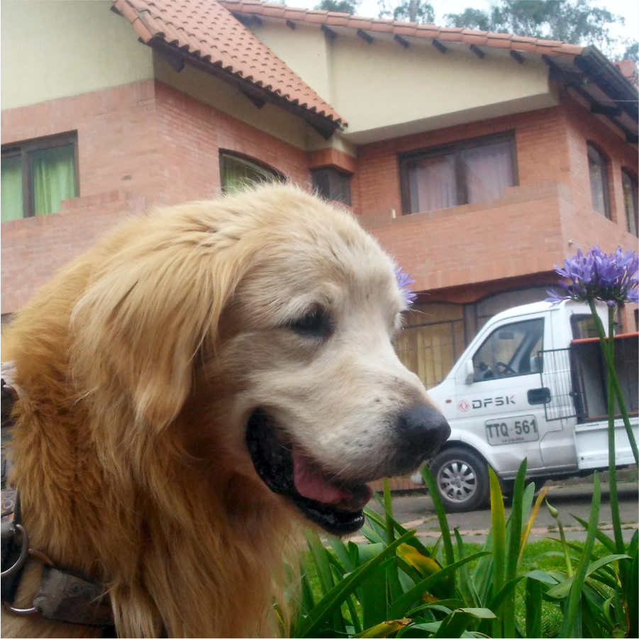 perrosh4