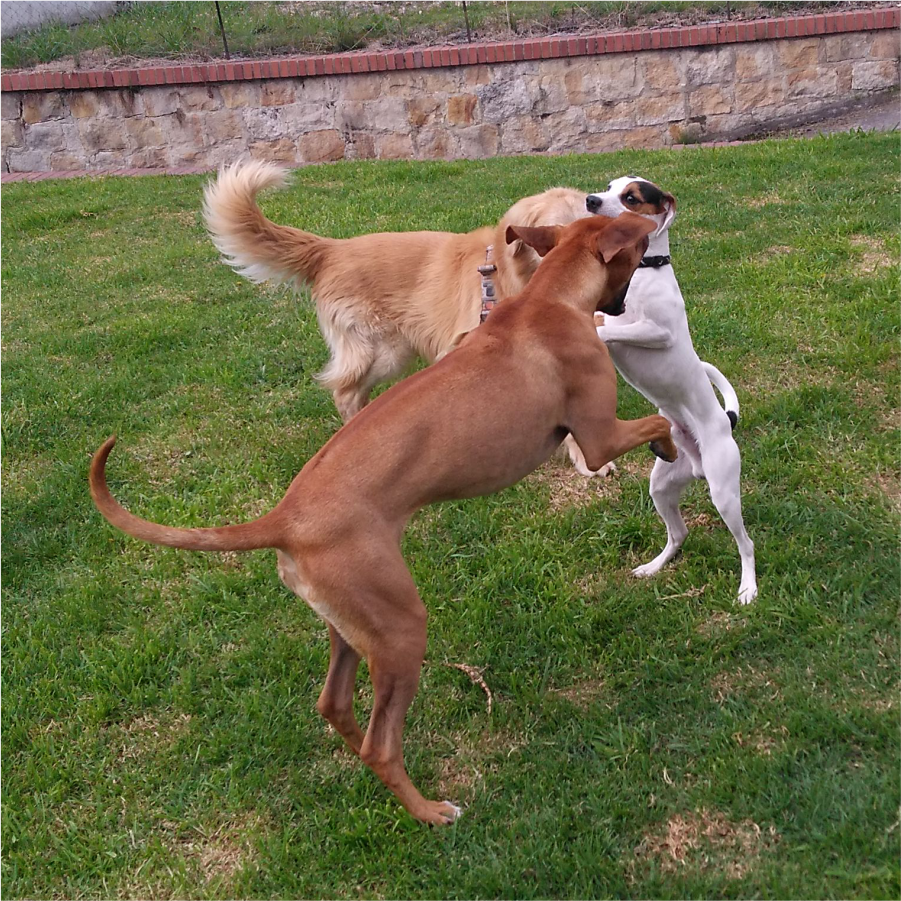 perrosh5